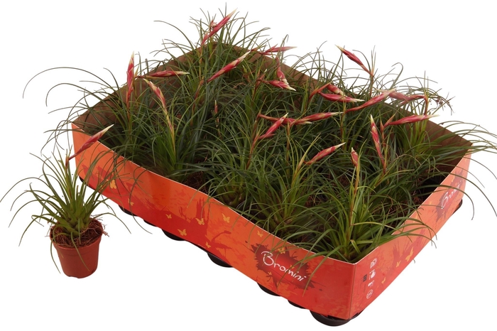 Vriesea 5,5Ø 25cm