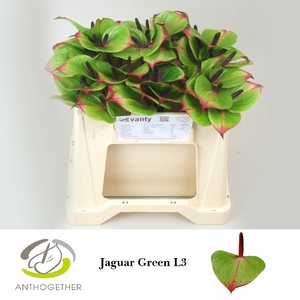 Anthurium Jaguar Green