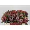 Banksia Coccinea