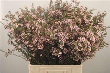 <h4>Chamelaucium Pink Dream</h4>
