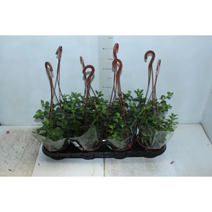 APTENIA CORDIFOLIA VERDE C13 SEM FLORES