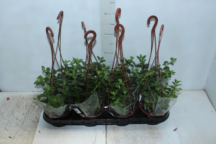 <h4>APTENIA CORDIFOLIA VERDE C13 SEM FLORES</h4>