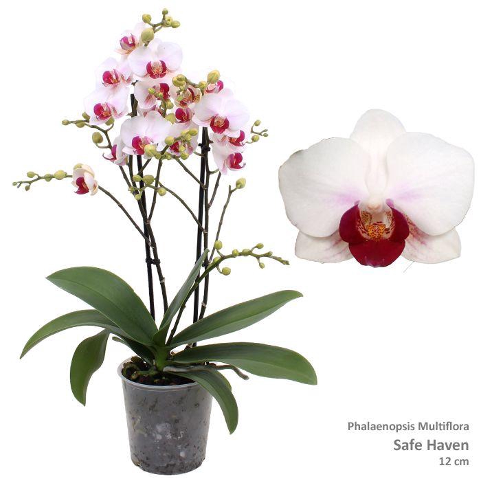 <h4>Phal. Multi 'Safe Haven' 2-tak</h4>