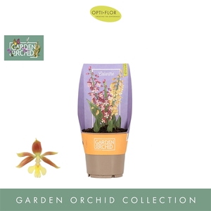 Garden Orchid Calanthe 3+ Mix