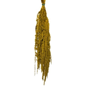 Amaranthus dijon gold