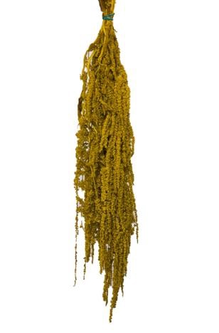 <h4>Amaranthus dijon gold</h4>