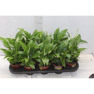 SPATHIPHYLLUM P11 MIN 5 HT COM FLOR