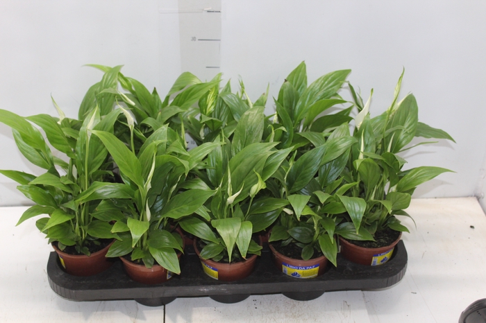 <h4>SPATHIPHYLLUM P11 MIN 5 HT COM FLOR</h4>