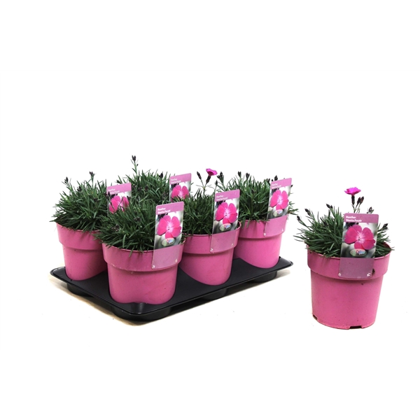 <h4>Dianthus Dinetta Purple</h4>