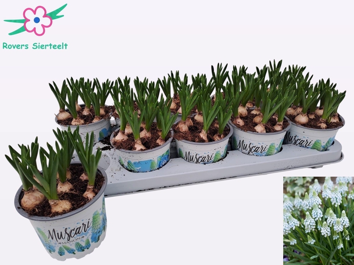 <h4>MUSCAR MANON</h4>