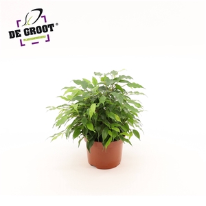 Ficus benjamina 'Green Kinky'