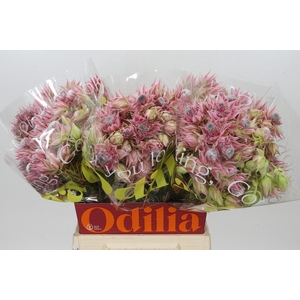 Blushing Bride Pink 6/9 Flowers