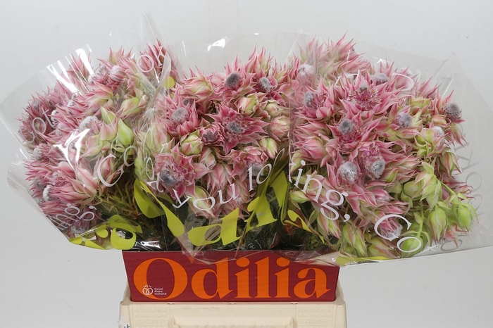 <h4>Blushing Bride Pink 6/9 Flowers</h4>