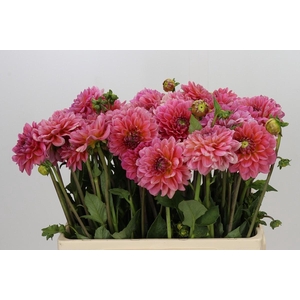Dahlia Pink Runner