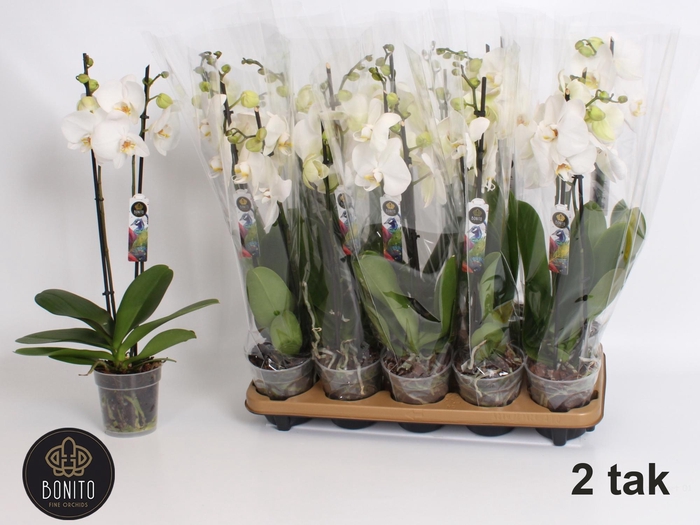 <h4>PHAL AN WINDSOR</h4>