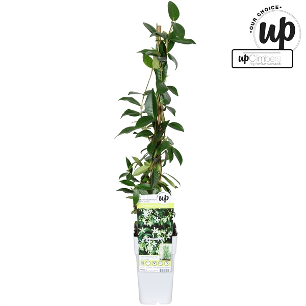 <h4>Trachelospermum Star of Venice P15</h4>