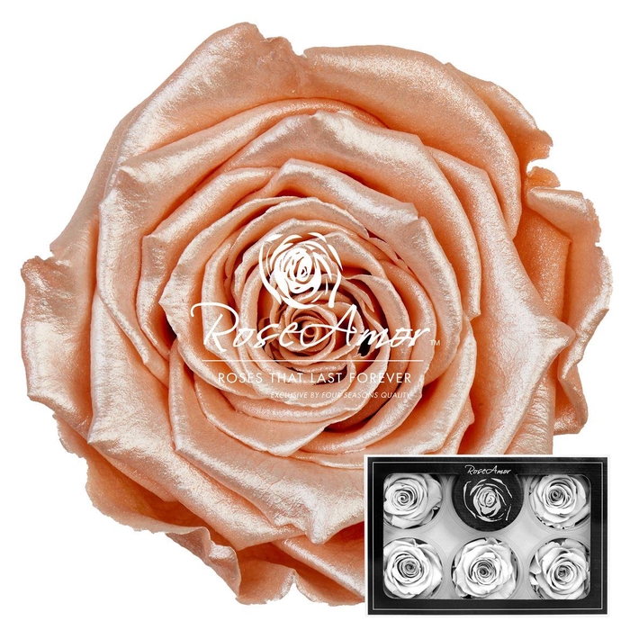 <h4>Xl Satin Peach Pea01</h4>