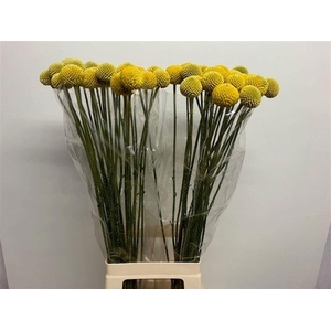 Craspedia Paintball Jumbo