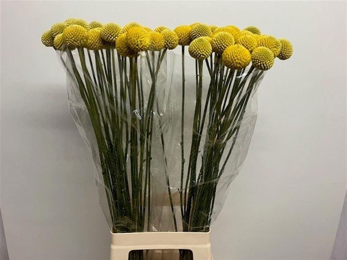 <h4>Craspedia Paintball Jumbo</h4>