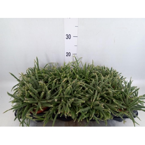 Rhipsalis baccifera subsp. horrida