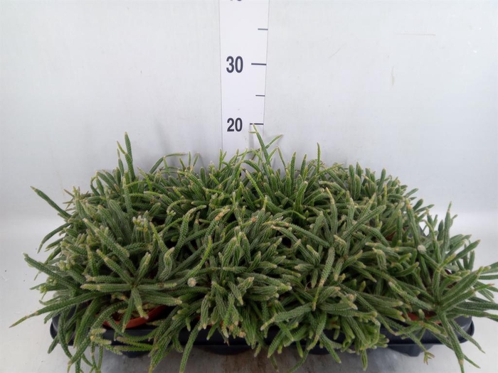 <h4>Rhipsalis baccifera subsp. horrida</h4>