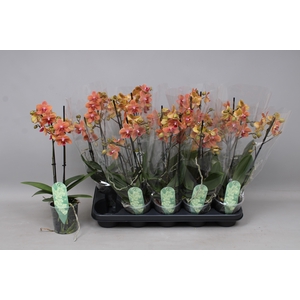 PHAL MF F SUNSE LOVE