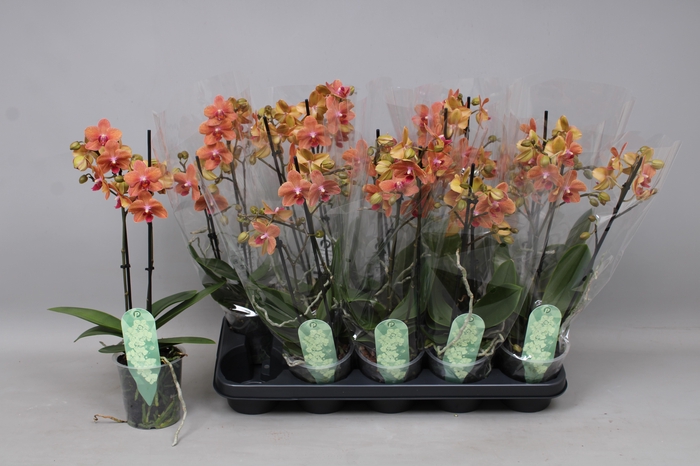 <h4>PHAL MF F SUNSE LOVE</h4>