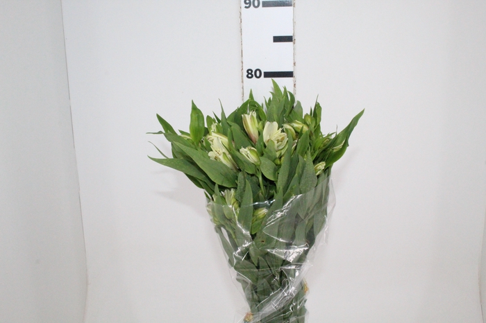 <h4>ALSTROEMERIA PRESTIGE 080 CM BRANCO</h4>