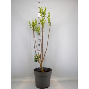 Syringa vulg. 'Mme Florent Stepman'