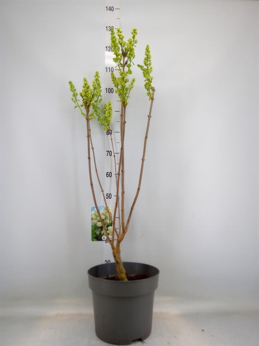 <h4>Syringa vulg. 'Mme Florent Stepman'</h4>