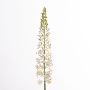 Af Eremurus L107cm White