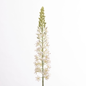 Af Eremurus L107cm White