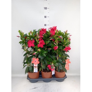 Mandevilla sand. 'SumStar Red'