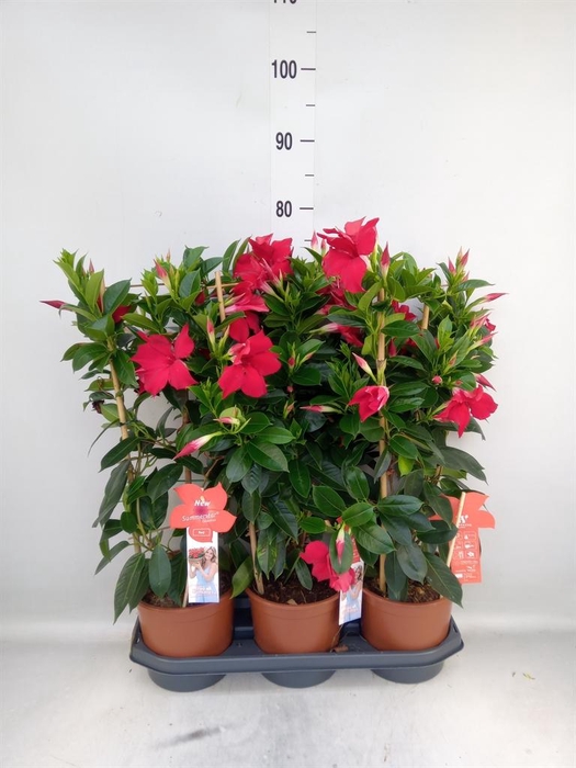 <h4>Mandevilla sand. 'SumStar Red'</h4>
