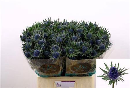 <h4>Eryngium Aquarius Qstar 60cm X40</h4>