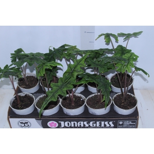 ALOCASIA JACKLYN P12
