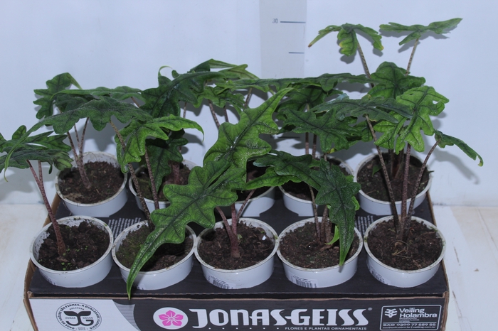 <h4>ALOCASIA JACKLYN P12</h4>