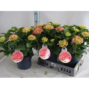 Hydrangea mac.   ...
