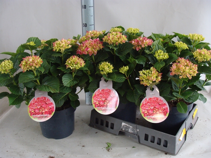 <h4>Hydrangea mac.   ...</h4>
