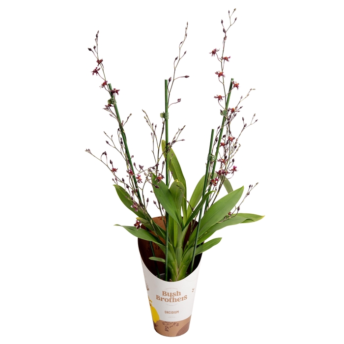 <h4>Oncidium Mercifull 3 tak</h4>