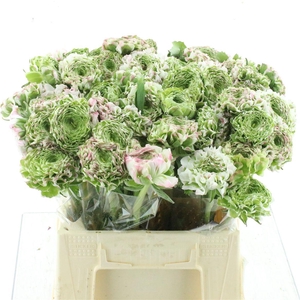 Ran Ponpon Fantastico White Pink Extra