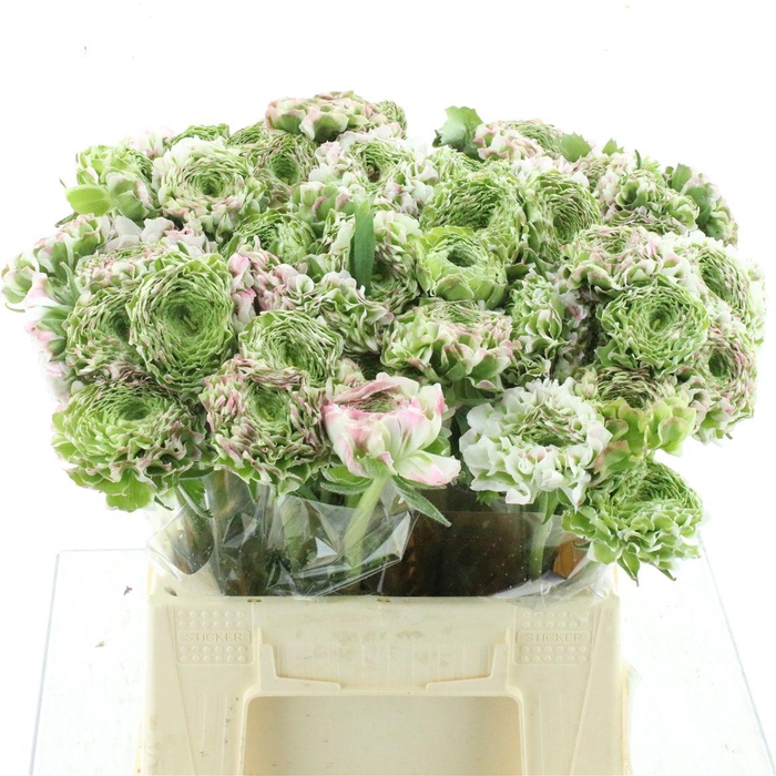 Ran Ponpon Fantastico White Pink Extra