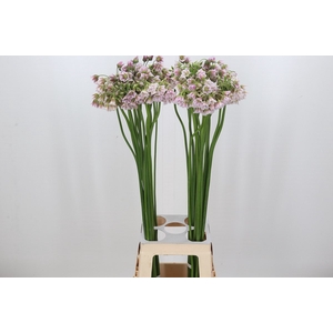 Allium Rosy Bells