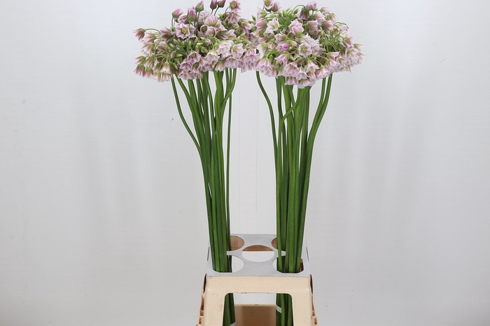 <h4>Allium Rosy Bells</h4>
