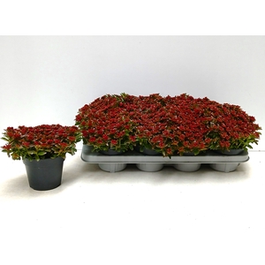 SEDUM SPU SPOT D ROS