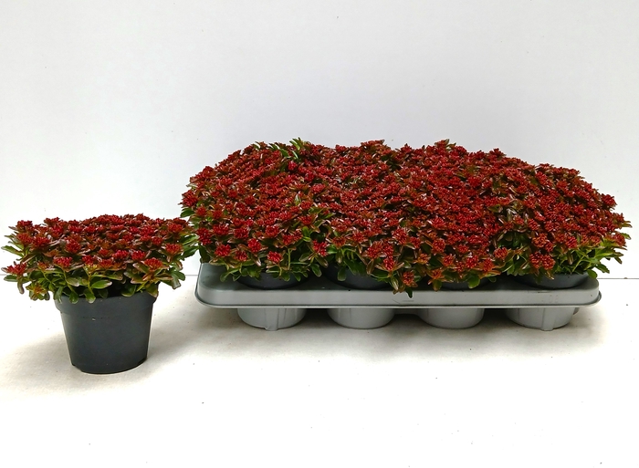 <h4>SEDUM SPU SPOT D ROS</h4>