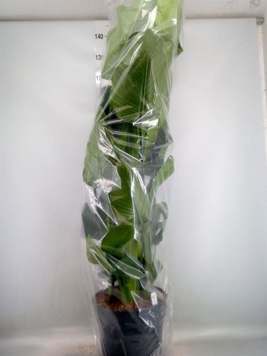 <h4>Strelitzia nicolai</h4>