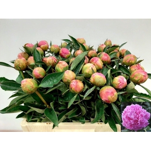 PAEO L CATH FONTIJN