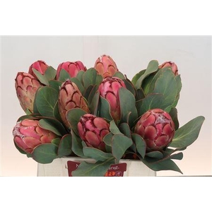PROTEA GRANDICEPS