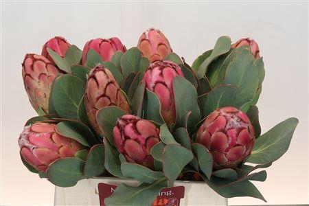 <h4>PROTEA GRANDICEPS</h4>